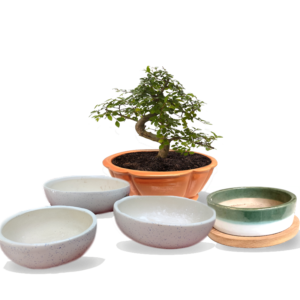 Bonsai plants' Pots